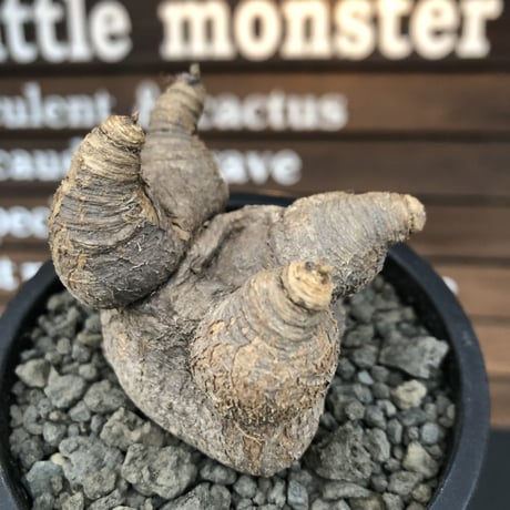 euphorbia  primulifolia 《大きめM size》※現地球発根済株※店主国内管理3年株※大変大きめな塊根にweight低き良枝振りなぼってりプリムリ※mad black pot植え