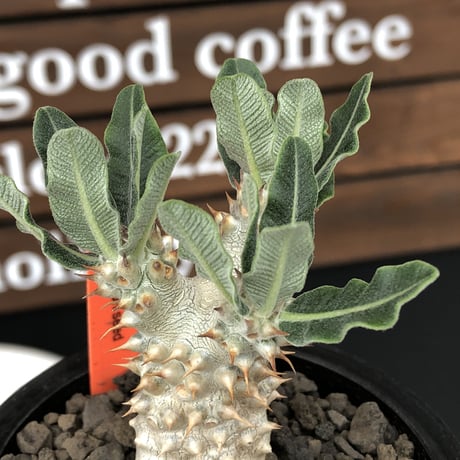 pachypodium tackyi《小さめM size》希少種‼︎gr※littmon seed3年株※白く美しくちぢれ葉が堪らなくかわいすぎる一株※mad black pot植え