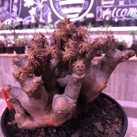 packypodium brevicalyx《L L size》※現地球発根済み株 ※落葉済み株‼︎※キモカッコ良すぎる枝振りと表皮質感が堪らない‼︎※浅鉢植え✨驚愕‼︎1周年感謝株No.④