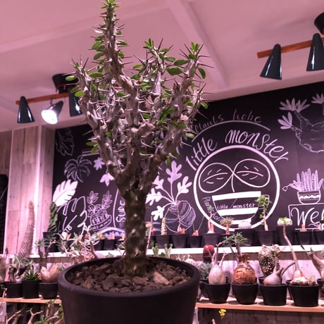 alluaudia   procera《M size》※現地球発根済株※店主国内管理2年株※現地球株は今後輸入出来ません。管理長き大変美しい装いの極美株‼︎※mad black pot植え