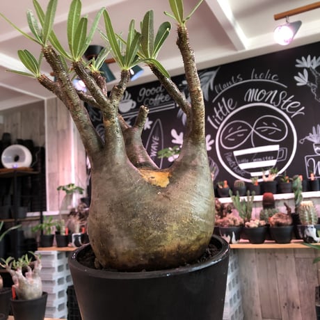 packypodium  gracilius《L size》※現地球発根済株※店主国内管理6年株※細枝多数の上、balance良株‼︎頭頂部現地焼けのギャップが堪らない※mad black pot植え