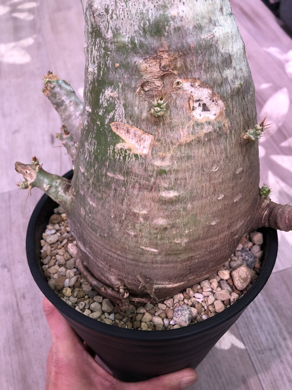 packypodium saundersii（L size）※現地球発根済み株‼︎ ※