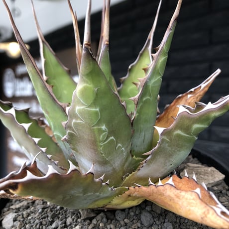 agave montana《大きめM size》※子株有り選抜株※現地球発根後店主国内管理3年株※纏まり締まり良きワイルド感満載で男前な出立ちが堪らない‼︎※mad black bowl pot植え