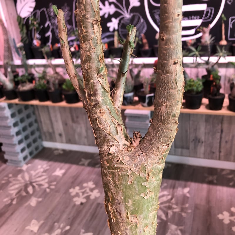 sesamothamnus busseanus《L size》極太激希少株※まばらトゲと白