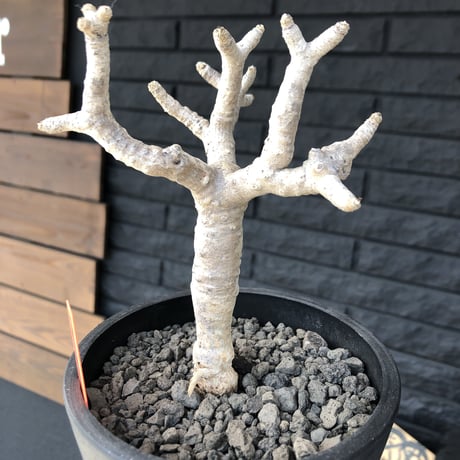 othonna   furcata《M size》美白株‼︎mad black pot植え