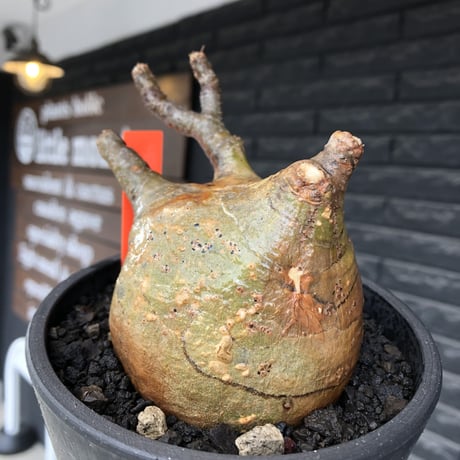 pachypodium gracilius《大きめM size》極ぼってり低重心樹形&現地焼け肌※現地球発根後店主国内管理4年株※丸みも強く極めて低重心ぼってり樹形※mad black pot植え