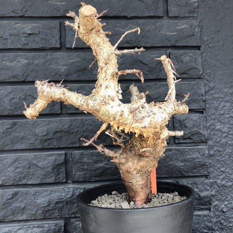 commiphora   humbertii《 L size》※発根済み株  男前な佇まい