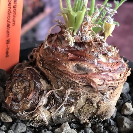 pelargonium  appendiclatum《M size》※現地球発根済株※実生株しか出回る事のない激希少‼︎更にW一he'd‼︎silver leafも🤩※mad black pot植え