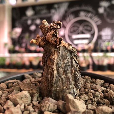 pelargonium lobatum《M size》※現地球発根済株※店主国内管理3年株※balance良き樹形‼︎冬型らしいかわいい葉と綺麗な花が魅力※mad black bowl pot植え