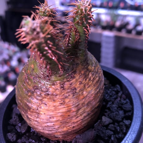packypodium  gracilius《小さめM size》希少green肌まん丸球体株※現地球発根済株※店主国内管理2年株※短枝且つどこから見てもまん丸な美株※mad black pot植え