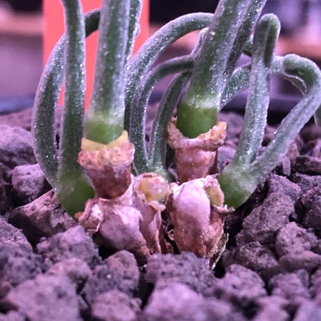 monilaria   pisiformis《SS  size》※現地球発根済株※モニラリア属　（最上位激希少種）※冬型caudex‼︎   ※mad black bowl pot植え