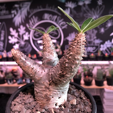 packypodium  cactipes《 M size》※現地球発根済株※とても丈は短く枝太で、枝折れ傷跡&横筋ボコボコ強にがwildカクチ‼︎※mad black pot植え