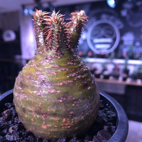 packypodium  gracilius《小さめM size》希少green肌まん丸球体株※現地球発根済株※店主国内管理2年株※短枝且つどこから見てもまん丸な美株※mad black pot植え