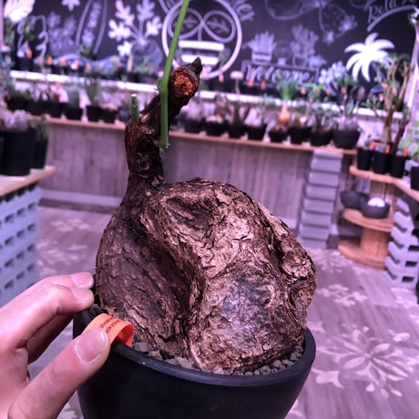 cyphostemma    pachypus《大きめM size》希少size‼︎ ※歴史と育ちの生き様を実感できる一株‼︎※mad black bowl pot植え