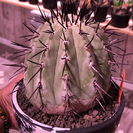 copiapoa   cinerea  黒王丸《M size》発根済み株  ※国内9年株  bowl  marble  pot植え
