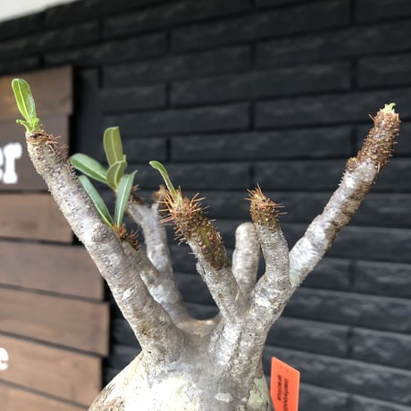 pachypodium  gracilius《小さめL size》最高balance株※現地球発根後店主国内管理4年株※極balance良くズバ抜けたカラーの持ち主※mad black pot植え
