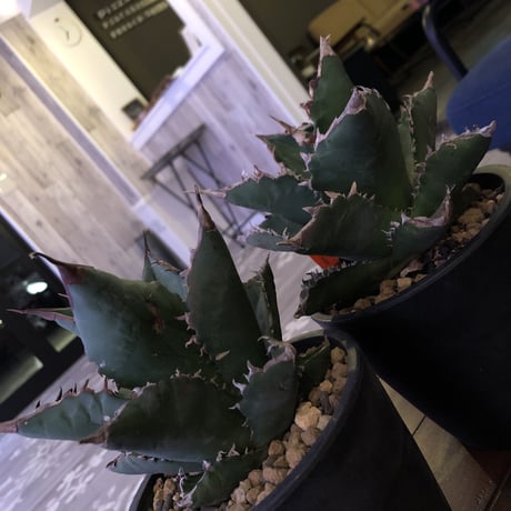 agave    titanota《M  size》