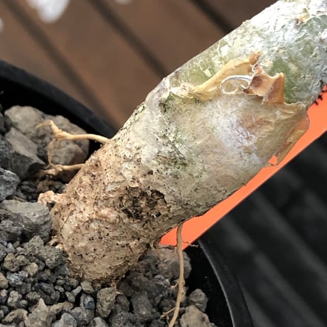 sesamothamnus rivae《小さめM size》※現地球株発根済※小振り現地球株は逆に珍しくその中でも株元太めの味深さも強く表皮のメクれが堪らない※mad black pot植え