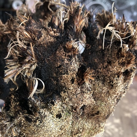 xerophyta  trichophylla《S size》※現地球発根済株※驚愕強靭株※限りなくweightはlow‼︎品種としこれでもかわいい小振りサイズ‼︎※mad black pot植え