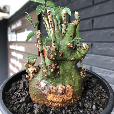 adenia spinosa《大きめM size》球体wild株※現地球発根後店主国内管理3年株※まん丸低重心&枝振りゴツゴツ感が男らしい佇まいが堪らない※mad black pot植え