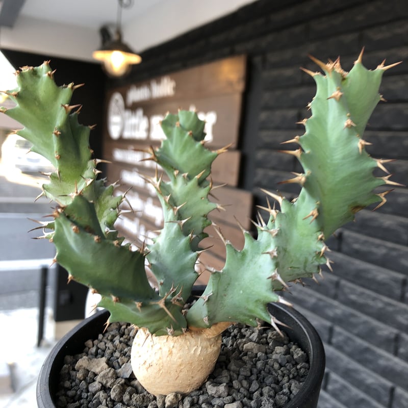 現地株　Euphorbia globosa 発根済　鉢のまま発送　コーデックス euphorbia tortioama《M size 》※現地球発根済株※店主国内管理3年株