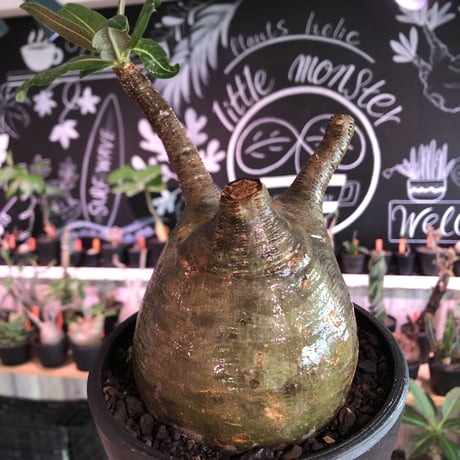 packypodium  gracilius《L size》※現地球発根済株※店主国内管理3年株※激ウェイト低き可愛さと最高バランスな極ぼってり樹形選抜株※mad black bowl pot植え