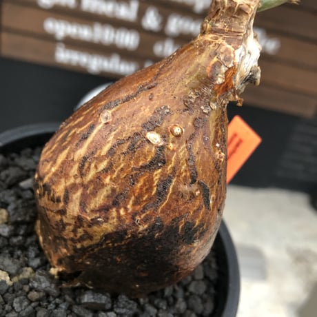 pachypodium succulentum 《M size》※現地球株発根済※サキュレンタムらしからぬ濃いめの肌に整った丸み強き良樹形が堪らない‼︎※mad black pot植え