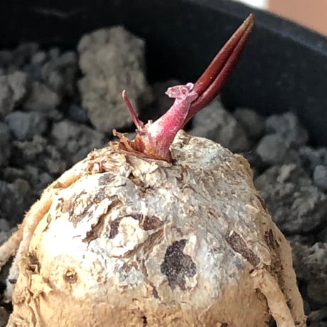 eriospermum cooperi《L size》驚愕‼︎冬型激希少種大株※現地球株発根済※年代物且つ未だに球体感強き大株であり美しい葉も魅力な一株※black bowl pot植え