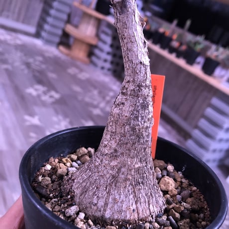 phyllanthus   mirabilis《M size》