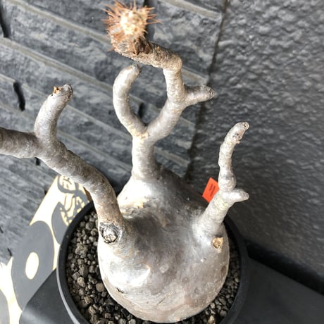 packypodium  gracilius《L L size》店主国内管理３年株※現地球発根済み株‼︎ ※大きなでっぷり球体株で現地焼けの味あるグラキ※mad black bowl pot植え