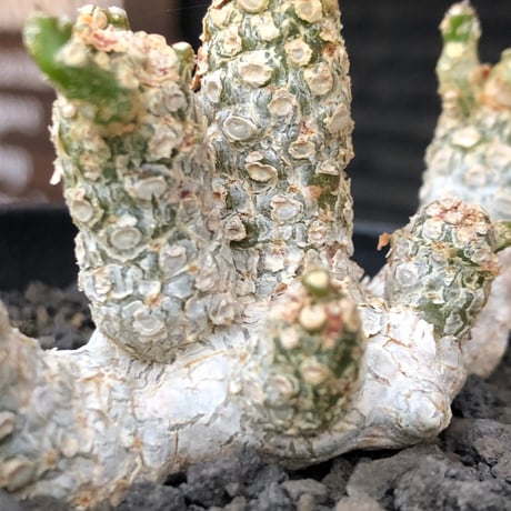 dorstenia  horwoodii《LL size》※現地球株発根済※古き良き味深い極白肌&低重心ぷっくり株元も堪らない渾身の一株‼︎※black bowl pot植え