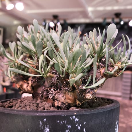 othonna   euphorbioides《L size》black肌※三分頭な最高balance株‼︎ウェイトが下にある堪らない樹形※mad black marble bowl pot植え