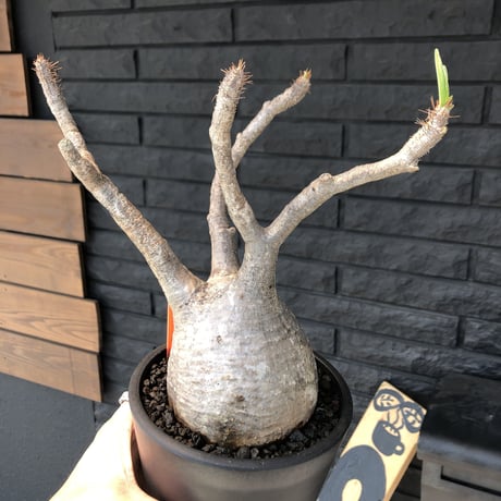 packypodium  gracilius  《L size》 ※現地球  発根済み株   ※極球体株‼︎ ※mad black pot植え　※店主管理４年株