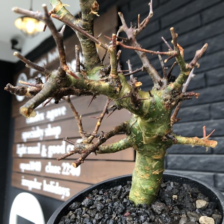 commiphora  myrrha《大きめM size》※現地球発根後店主国内管理8年株（店主私物株）※良き佇まいな激希少種※mad black bowl pot植え