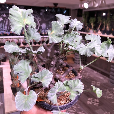 pelargonium  mirabile