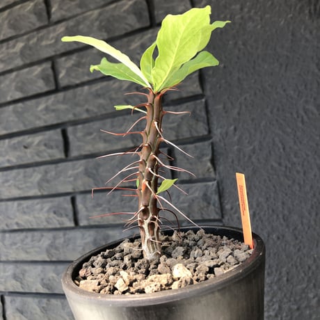 fouquieria  ochoterenae《M size》※ワインレッドcolorの幹に赤とシルバーの棘、そして波打ち葉が特徴点な大変カッコいい一株‼︎※mad black pot植え※限定２株