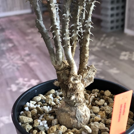 euphorbia    sakarahaensis《M size》