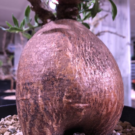 packypodium   bispinosum《M  size》