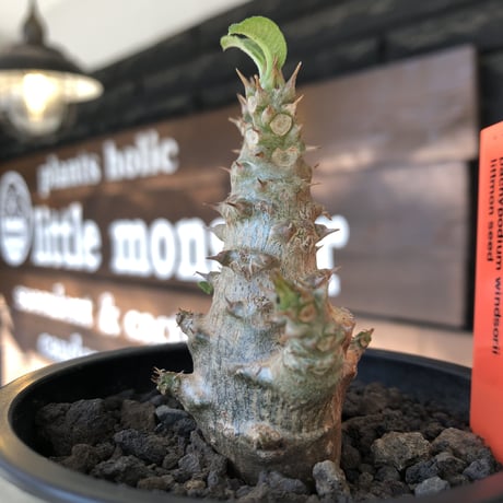 pachypodium windsorii《M size》※選抜littmon seed🌱※weight低き極ぼってり株元&枝振りも◎良樹形※mad black pot植え