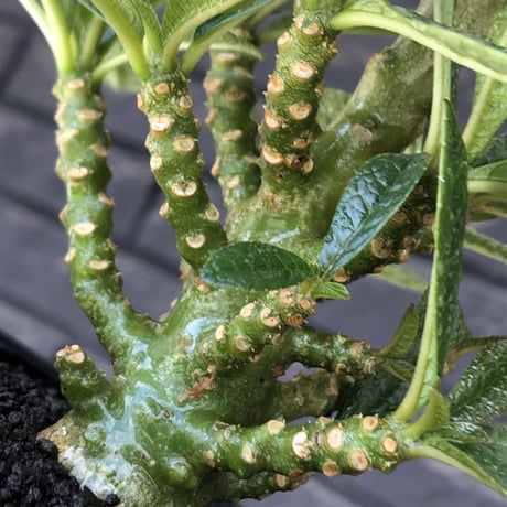 希少‼︎dorstenia   gigas《大きめM size》littmon  seed🌱7年株※極ぼってり株元に半端ない枝振りなリトモン渾身の一株※mad black bowl pot植え