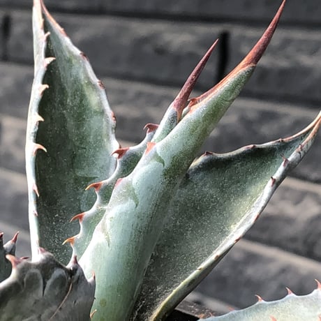 agave montana《M size》※現地球発根後店主国内管理2年株※葉色が濃く渋カッコいい一株‼︎※mad black pot植え