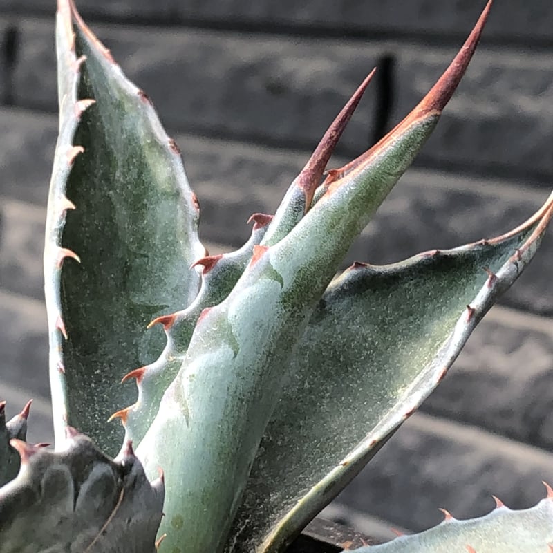 agave montana《M size》※現地球発根後店主国内管理2年株※葉色が