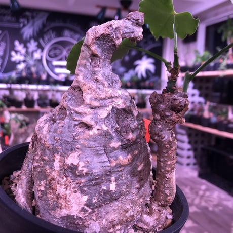 adenia   plastic《大きめM size》※大変肌質と表皮が木質化したvintage株‼︎ ※mad black pot植え　※希少