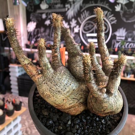 pachypodium gracilius 《M size》※four-he'd株※現地球発根済株※店主国内管理2年株※荒い岩肌ゴツゴツ感も堪らない四分頭株※mad black bowl pot植え