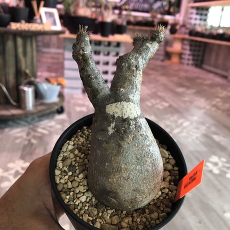 packypodium  gracilius《S size》※現地球株  発根済み株‼︎  丸め選抜組  （限定12株）