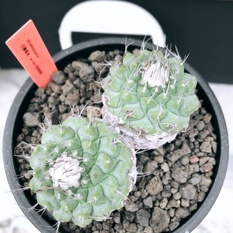 strombocactus 白棘菊水　w-he'd株《M size》激希少‼︎現地球発根後店主国内管理12年株※希少性&美しい樹形balanceな堪らない装い‼︎※mad black pot植え