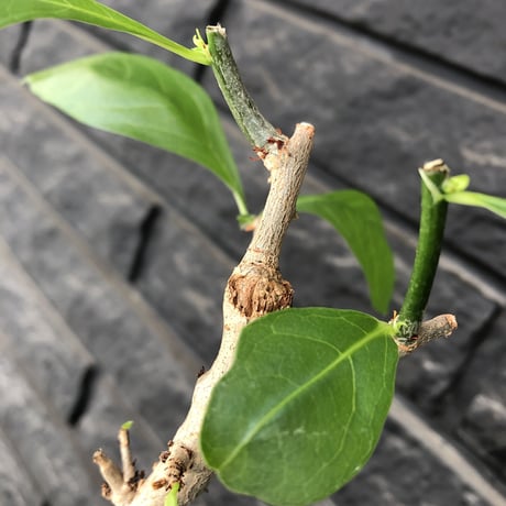 adansonia  digitata （バオバブの木）《M size》 ※発根済株※冬季もしっかり管理した小さめでも丈の締まった成長が大変楽しみなバオバブ※mad  black  pot植え