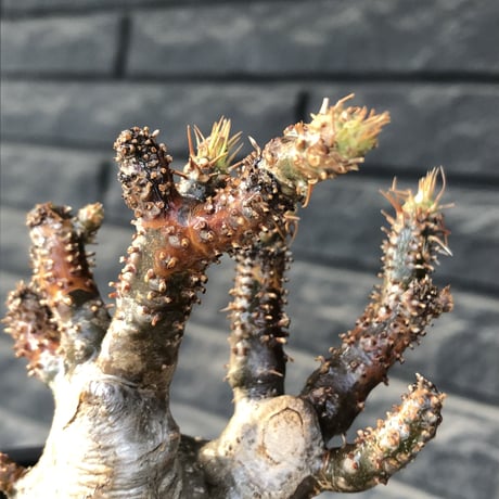 pachypodium gracilius《M size》極‼︎低重心ぼってり樹形※現地球発根後店主国内管理3年株※岩肌に当たり育った傷跡を持つぼってり樹形※mad black pot植え