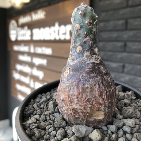 euphorbia  pachypodioides《大きめS size 》※現地球発根後店主国内管理3年株※ボコボコ肌まん丸球体樹形‼︎大変人気者な球体株※mad black bowl pot植え