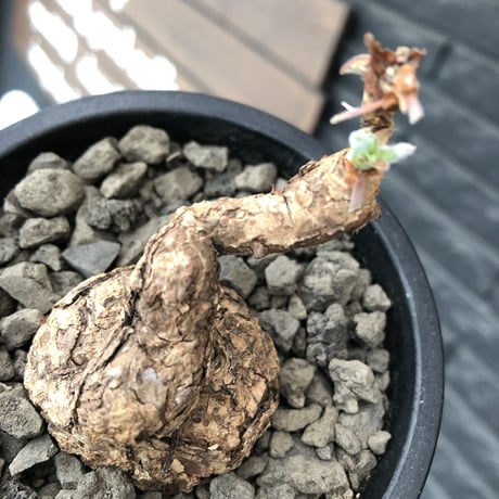 pelargonium triste《M  size》※現地球発根後店主国内管理1年株※味深き肌質にぼってりまん丸株元なトリステ※mad black pot植え